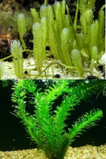 caulerpa-taxifolia