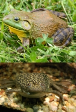 North-American-bullfrog1